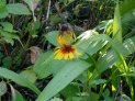 ジャノメギクの花